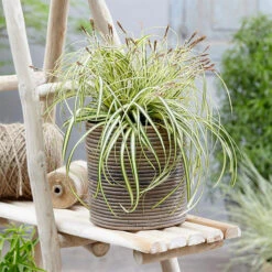 Carex Evergold (Japanese Sedge)