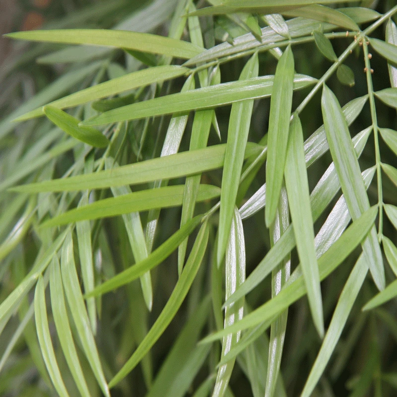 Fern Pine Tree - Image 2