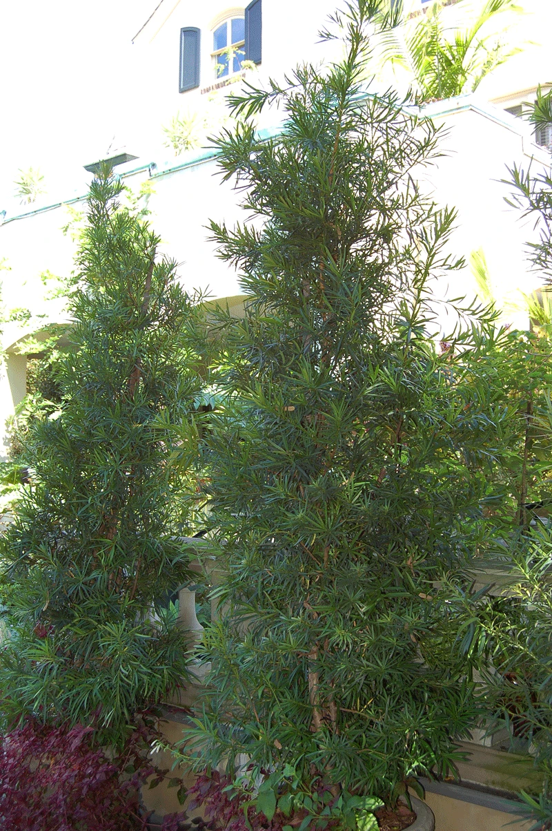 Fern Pine Tree - Image 3