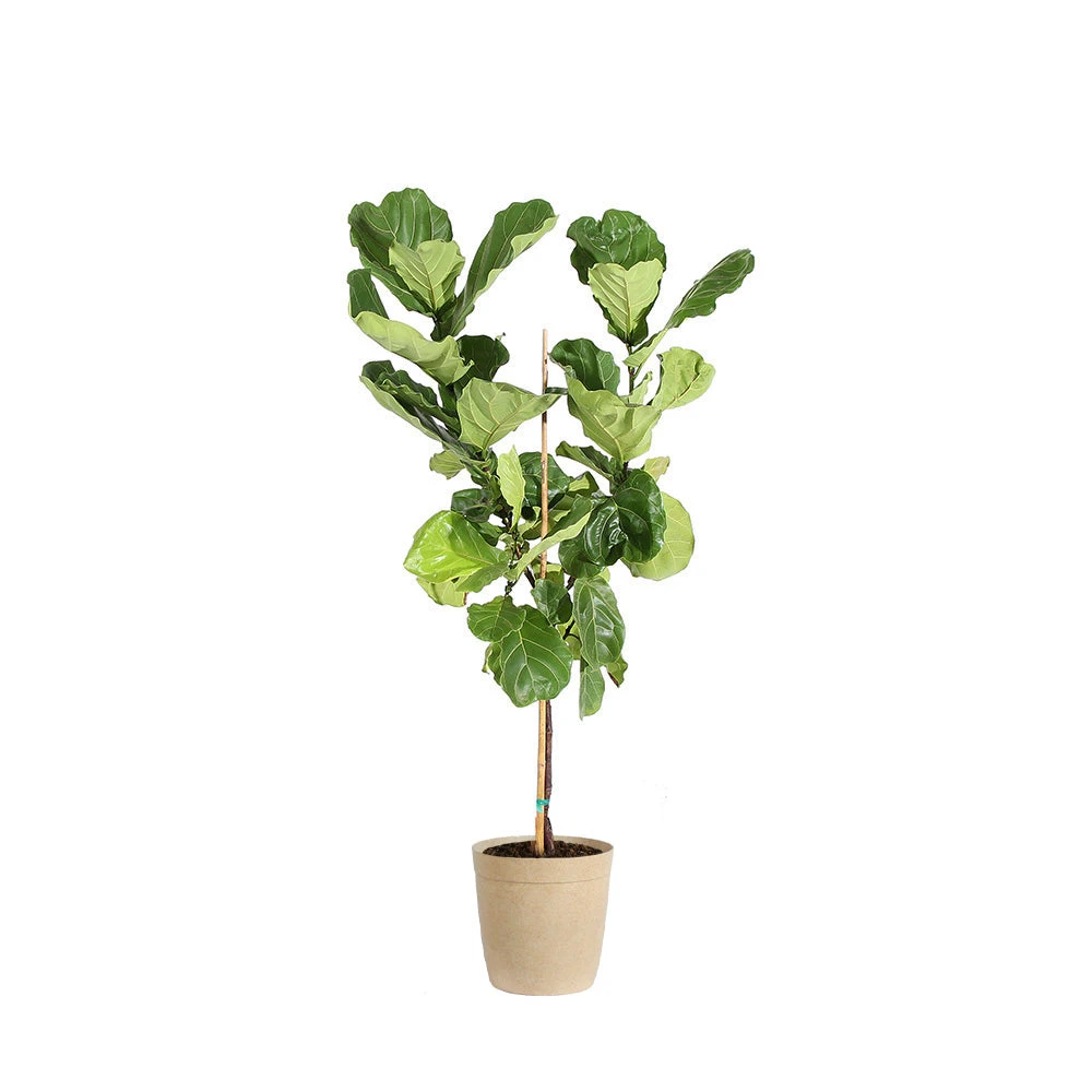 Fiddle-Leaf Fig Tree - Image 11