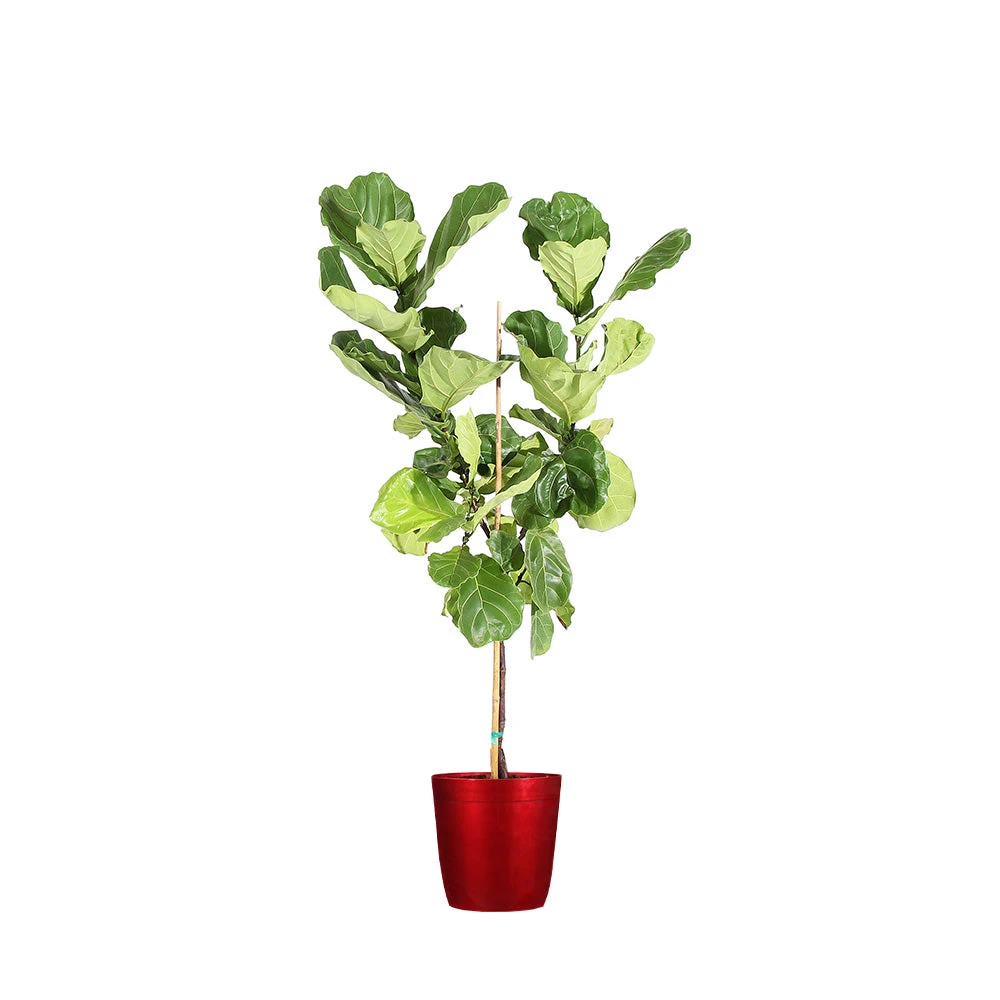 Fiddle-Leaf Fig Tree - Image 12