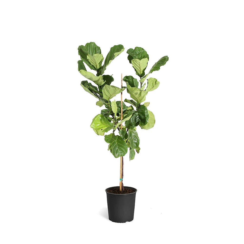 Fiddle-Leaf Fig Tree - Image 15