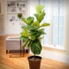 Fiddle-Leaf Fig Tree