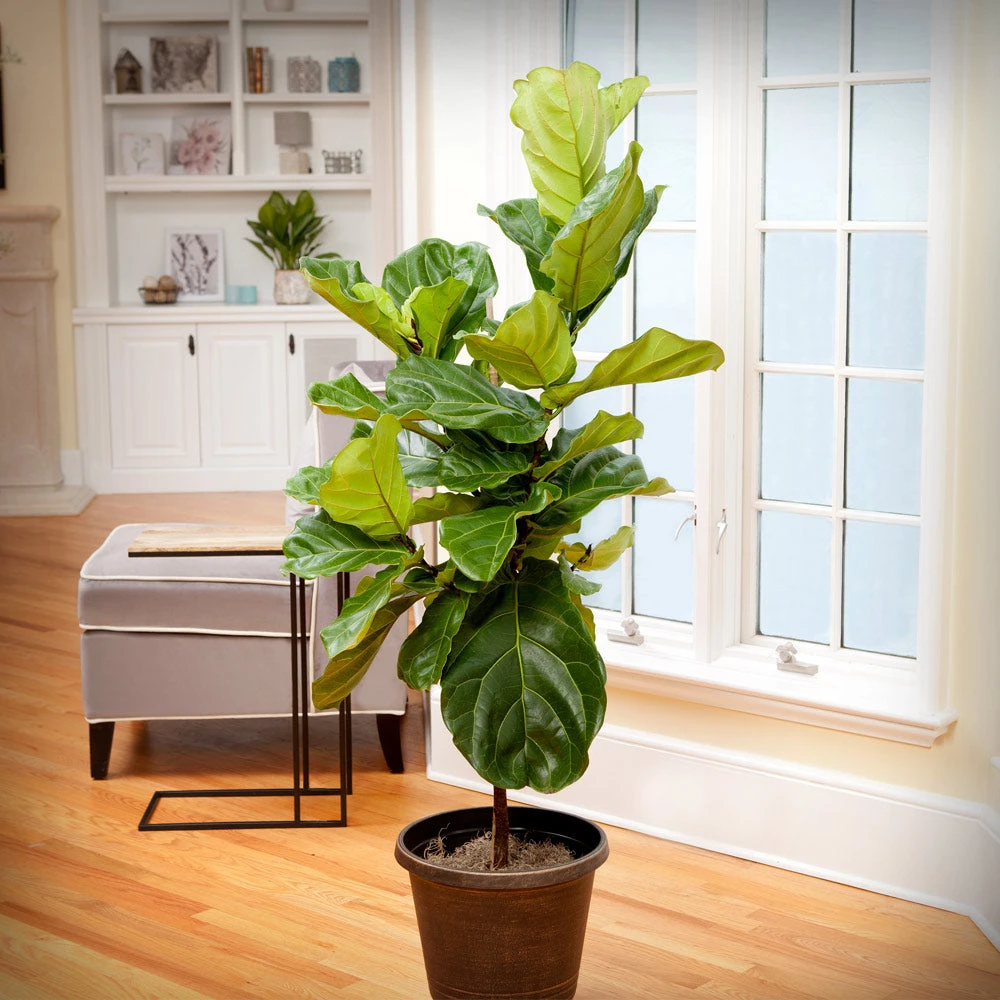 Monstera Deliciosa And Fiddle Leaf Fig Combo - Image 3