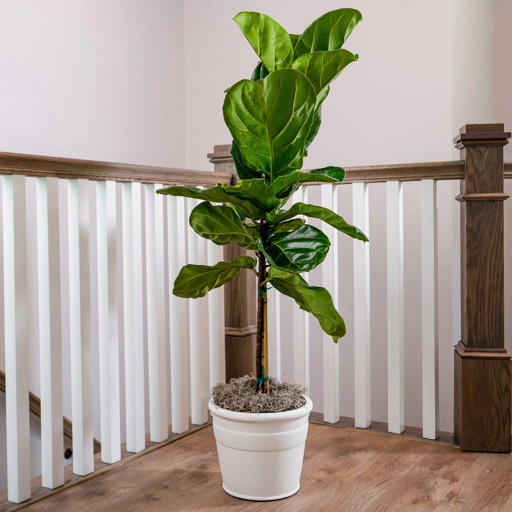 Fiddle-Leaf Fig Tree - Image 5