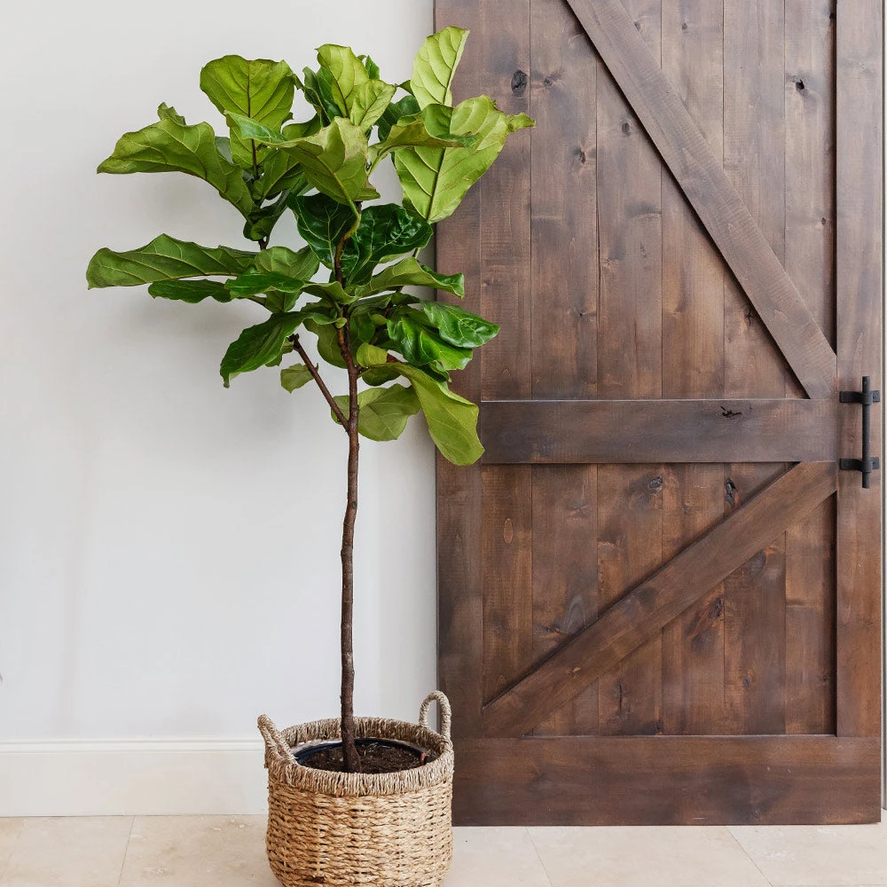 Fiddle-Leaf Fig Tree - Image 3