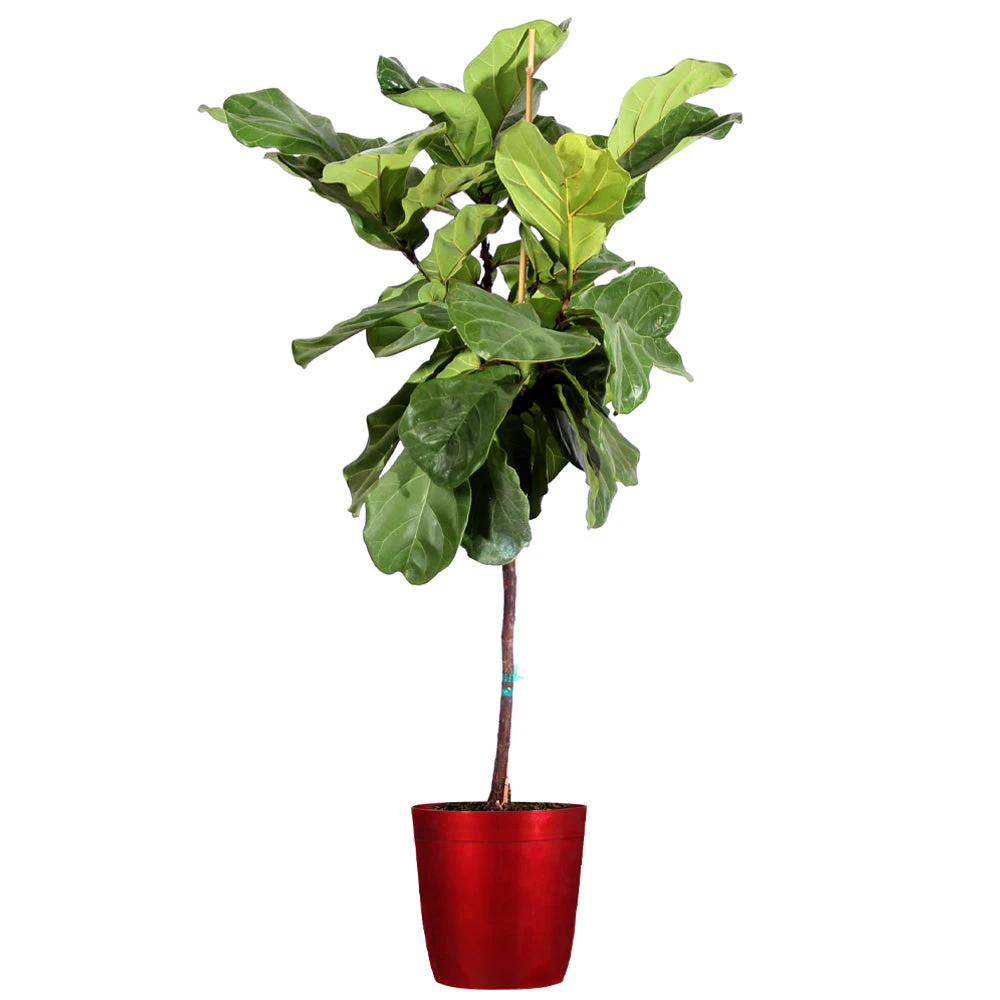 Fiddle-Leaf Fig Tree - Image 10