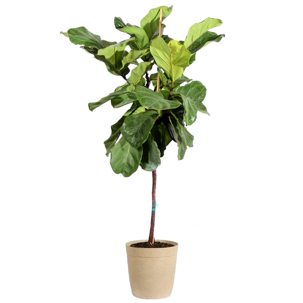 Fiddle-Leaf Fig Tree - Image 7