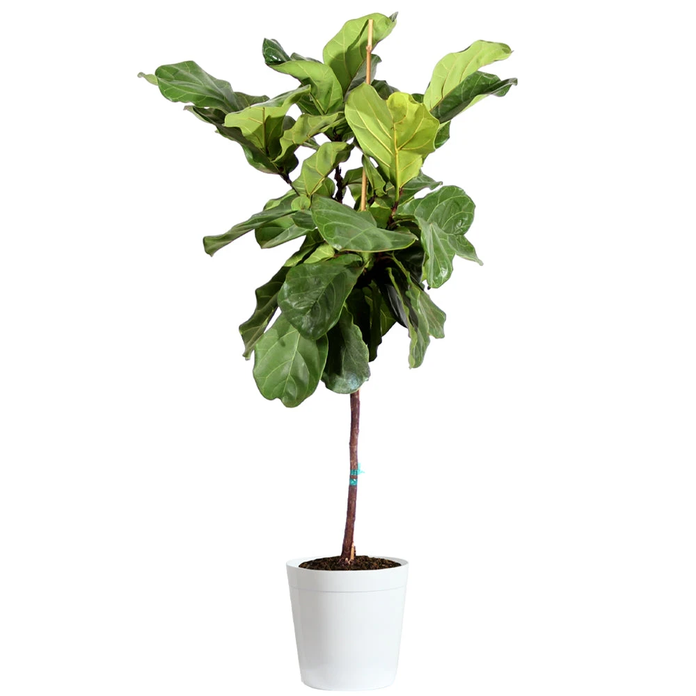 Fiddle-Leaf Fig Tree - Image 9
