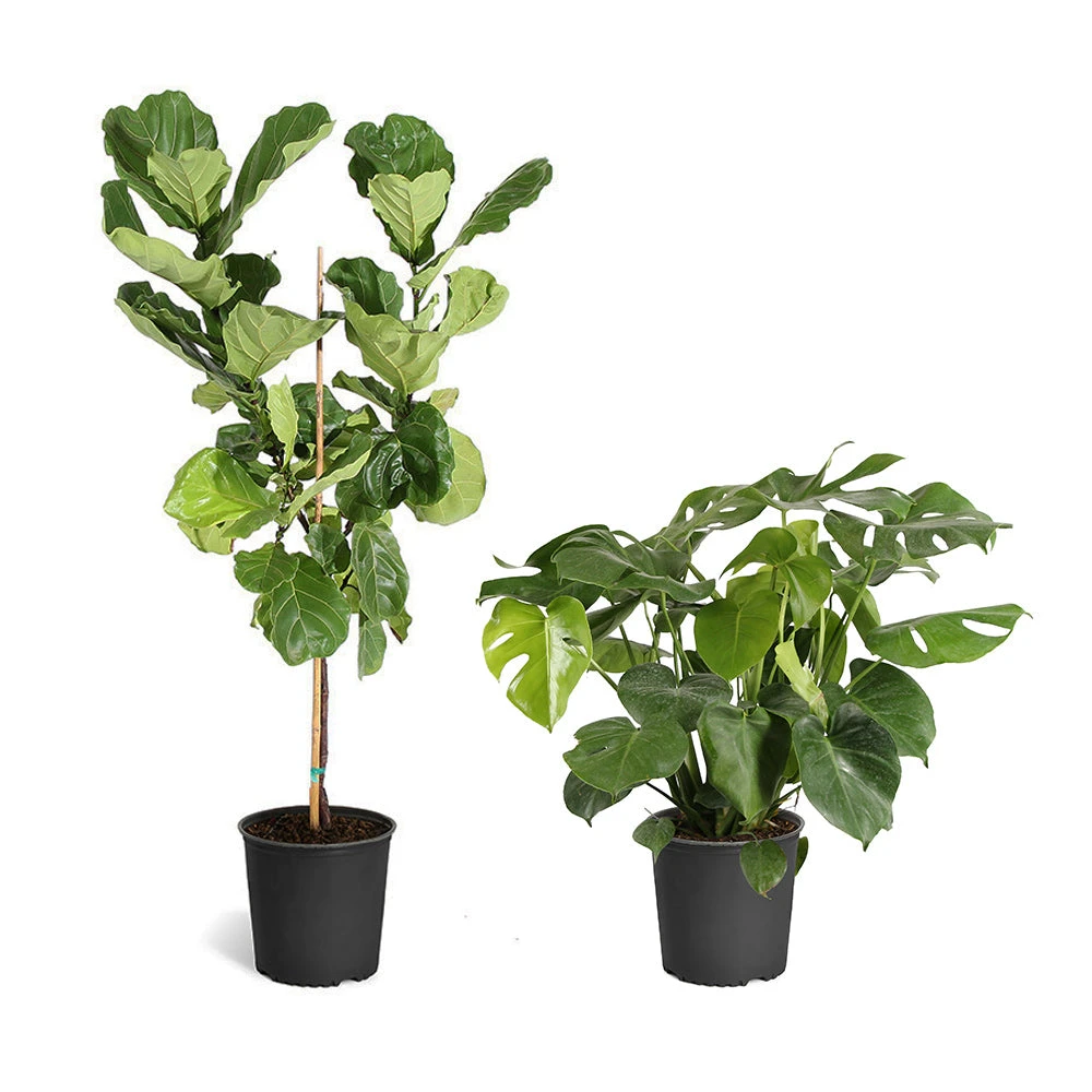 Fiddle-Leaf Fig Tree - Image 14