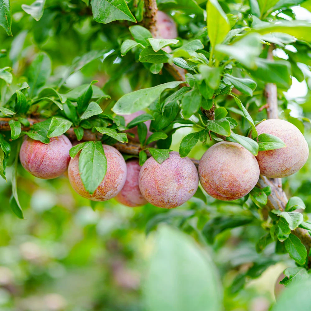 Flavor King® Pluot Tree - Image 4