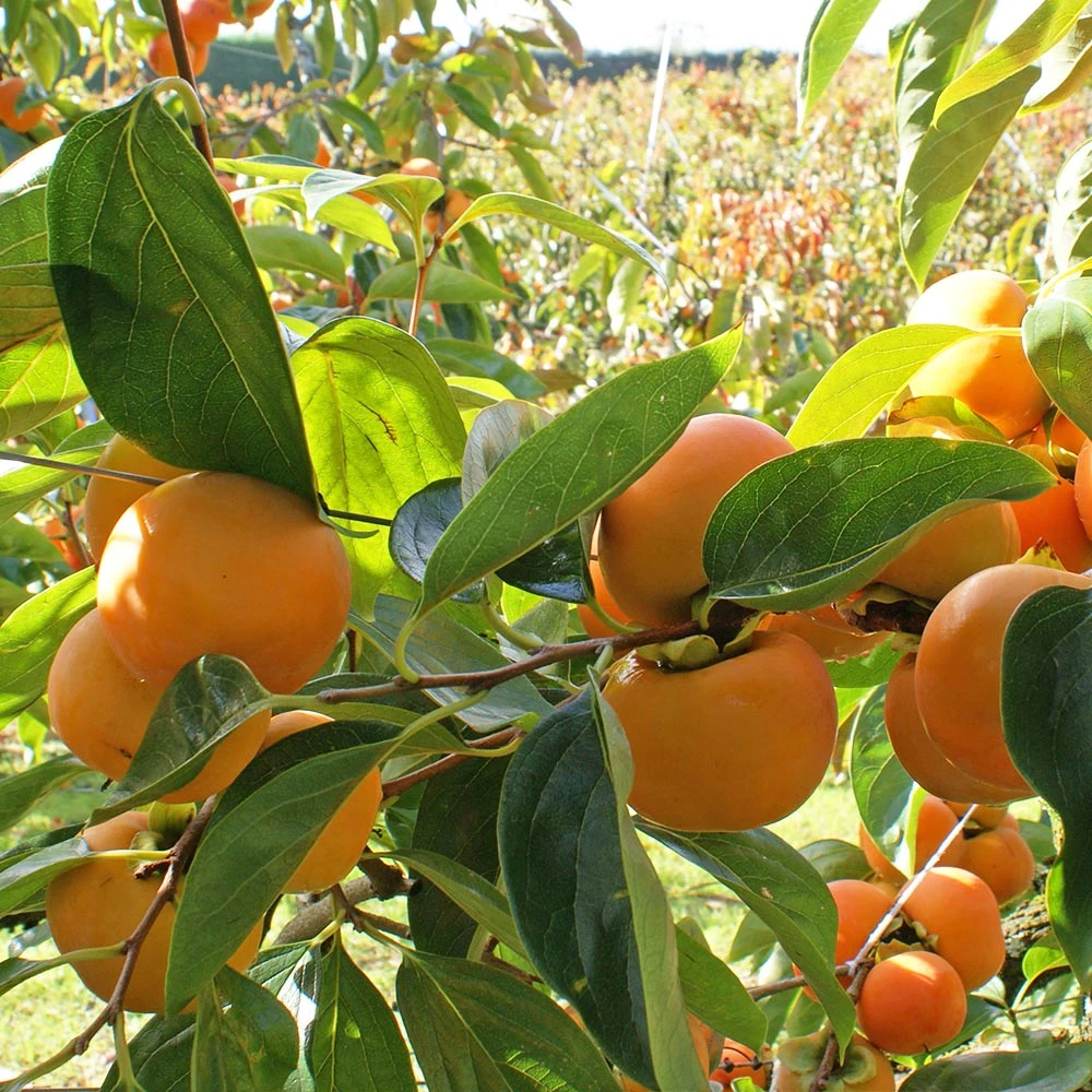 Fuyu Persimmon Tree - Image 3