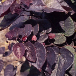 Garden Gems™ Amethyst Redbud Tree