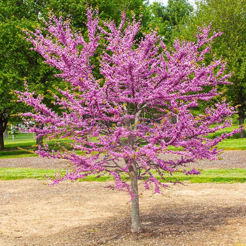 Garden Gems® Emerald Redbud Tree - Image 2