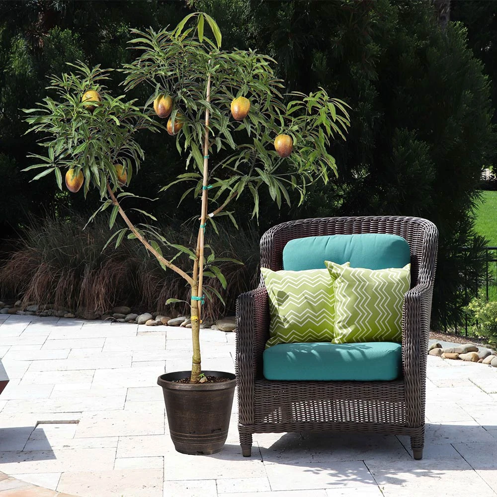 Glenn Mango Tree - Image 5