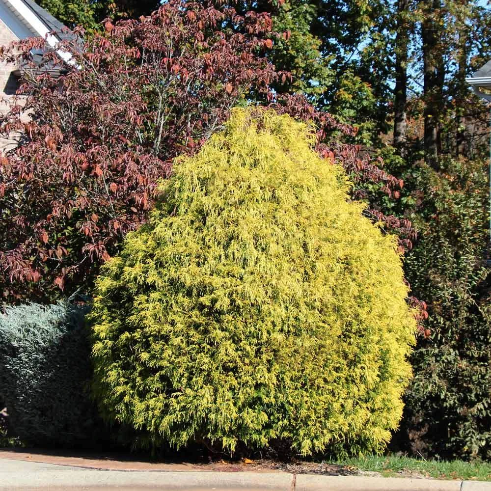 Gold Mop Cypress Tree - Image 3