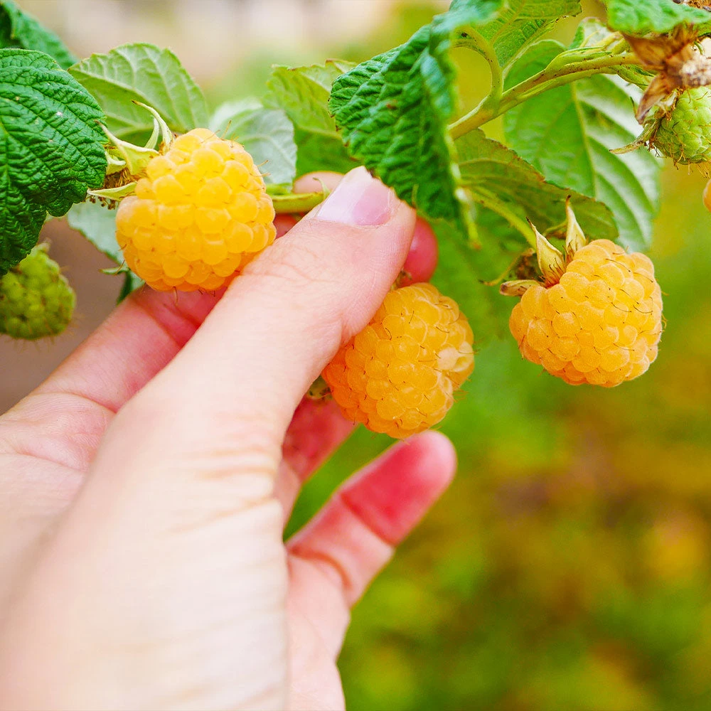 Golden Raspberry Plant - Image 4