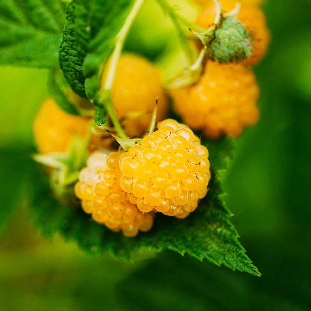Golden Raspberry Plant - Image 2