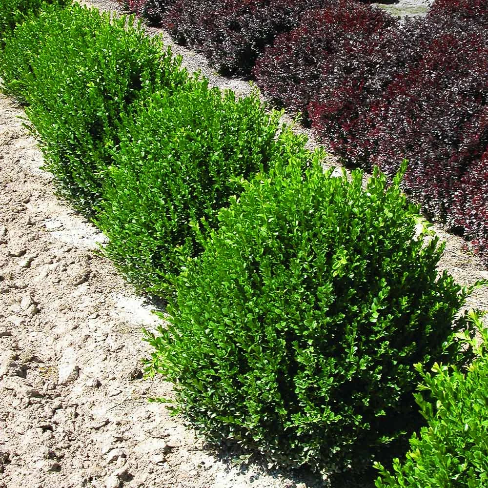 Green Velvet Boxwood Shrub - Image 2