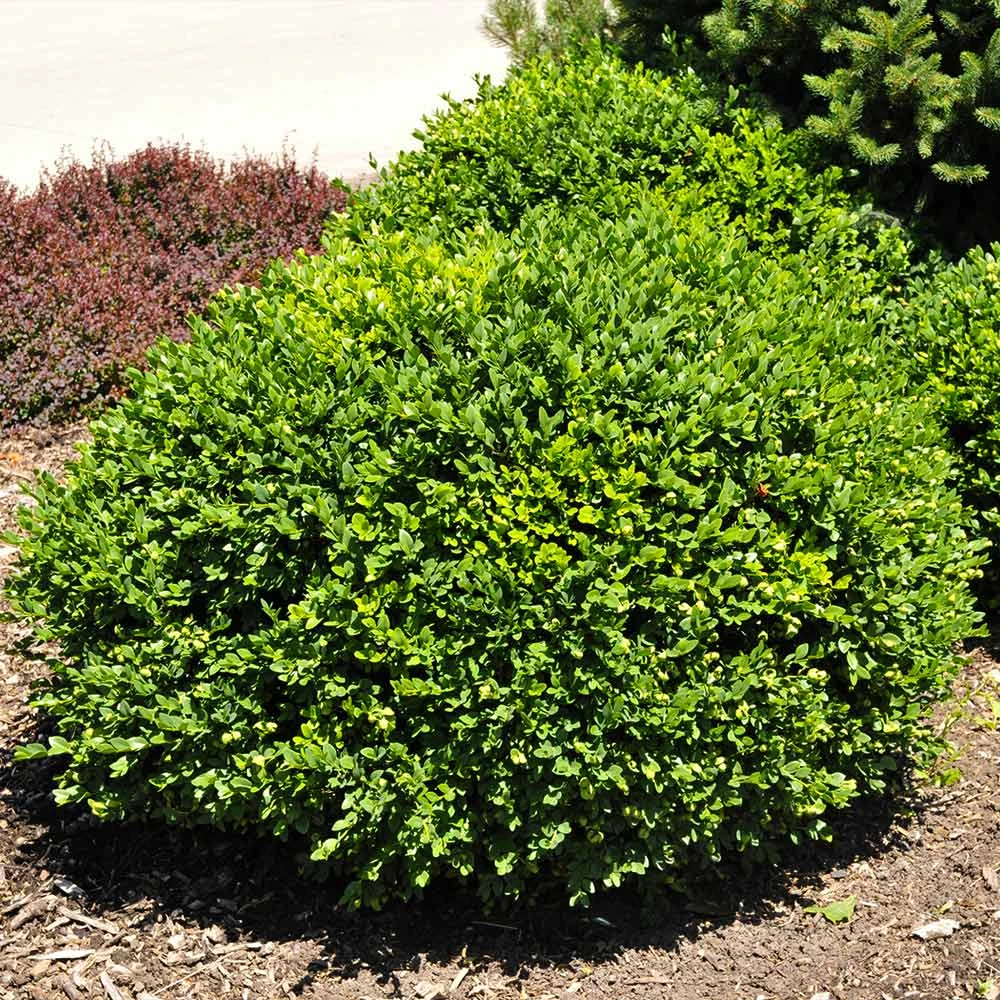 Green Velvet Boxwood Shrub - Image 4