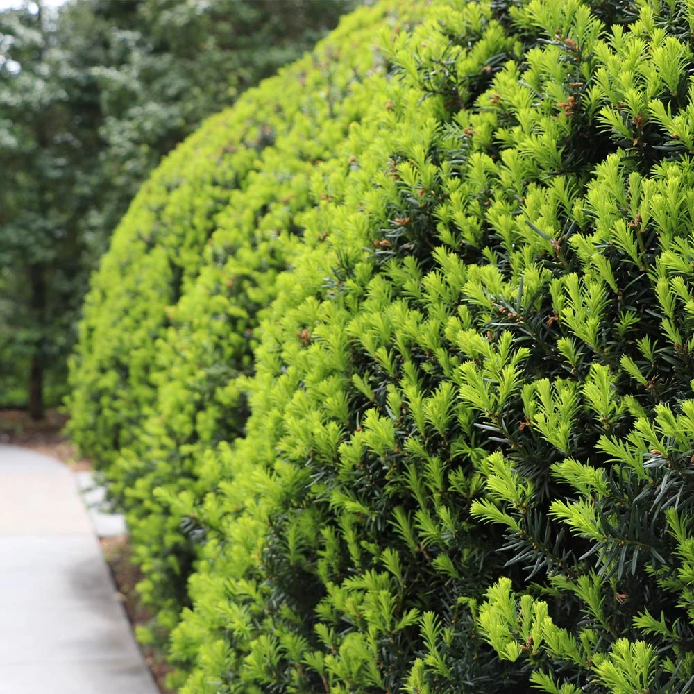 Hicks Yew Tree - Image 3