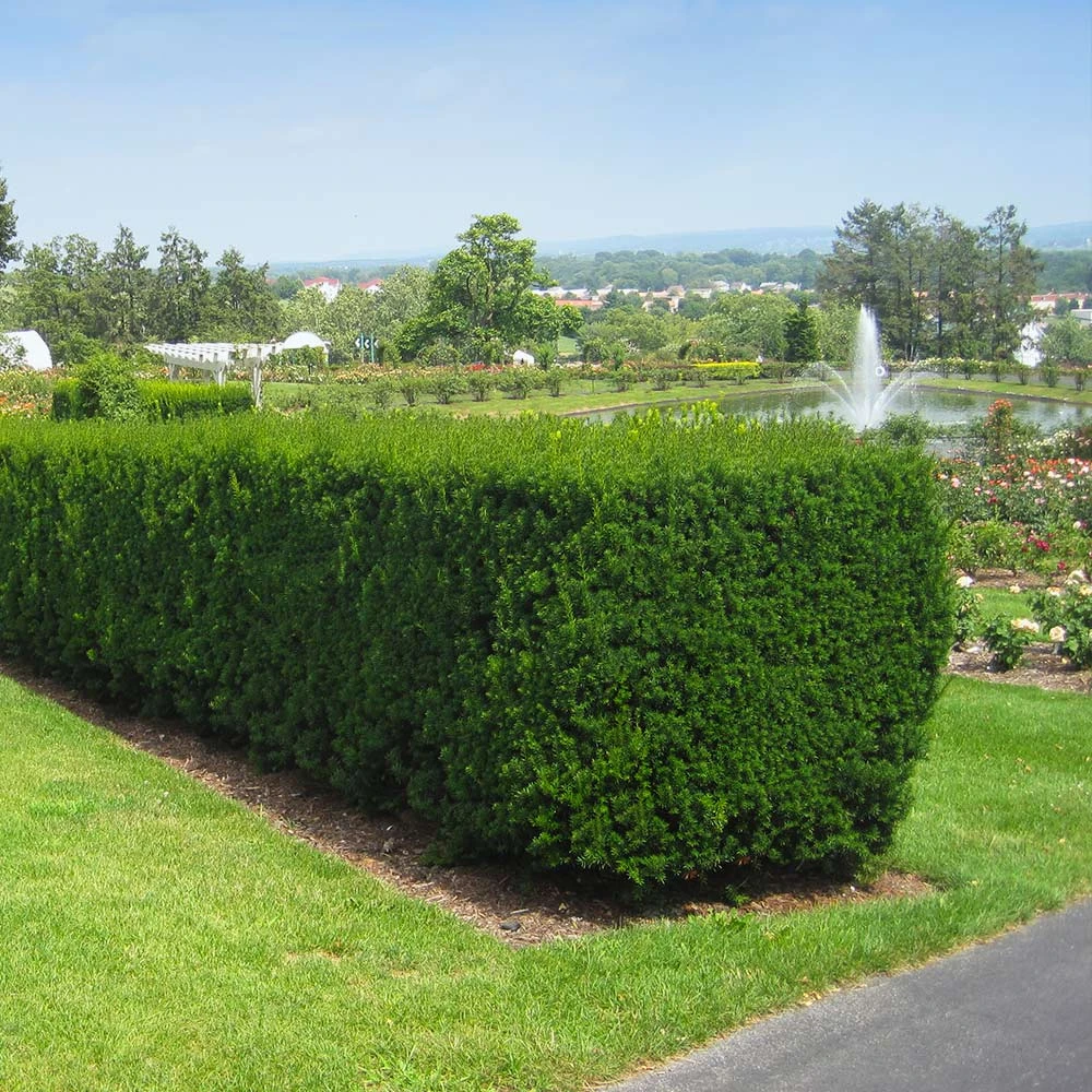 Hicks Yew Tree - Image 4