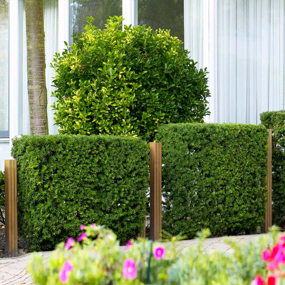 Hicks Yew Tree - Image 5