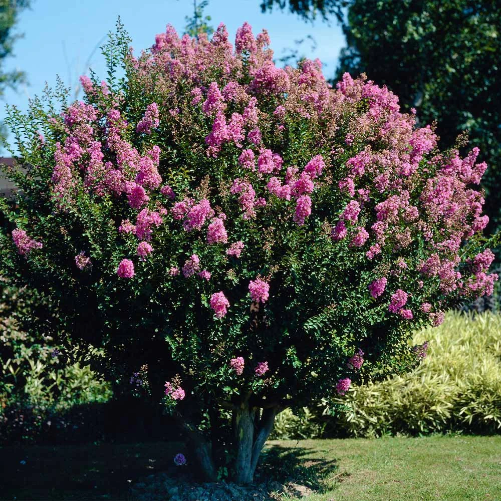 Hopi Crape Myrtle Tree - Image 2