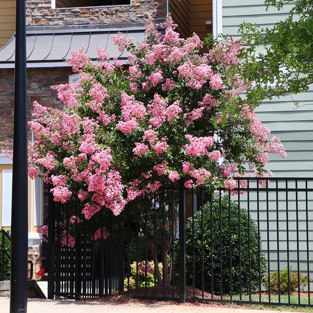 Hopi Crape Myrtle Tree - Image 5