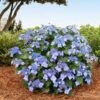 Endless Summer® Pop Star® Bigleaf Hydrangea