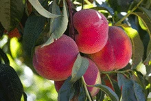 Scarlet Prince Peach Tree - Image 2