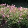 Infinitini® Orchid Dwarf Crape Myrtle Tree