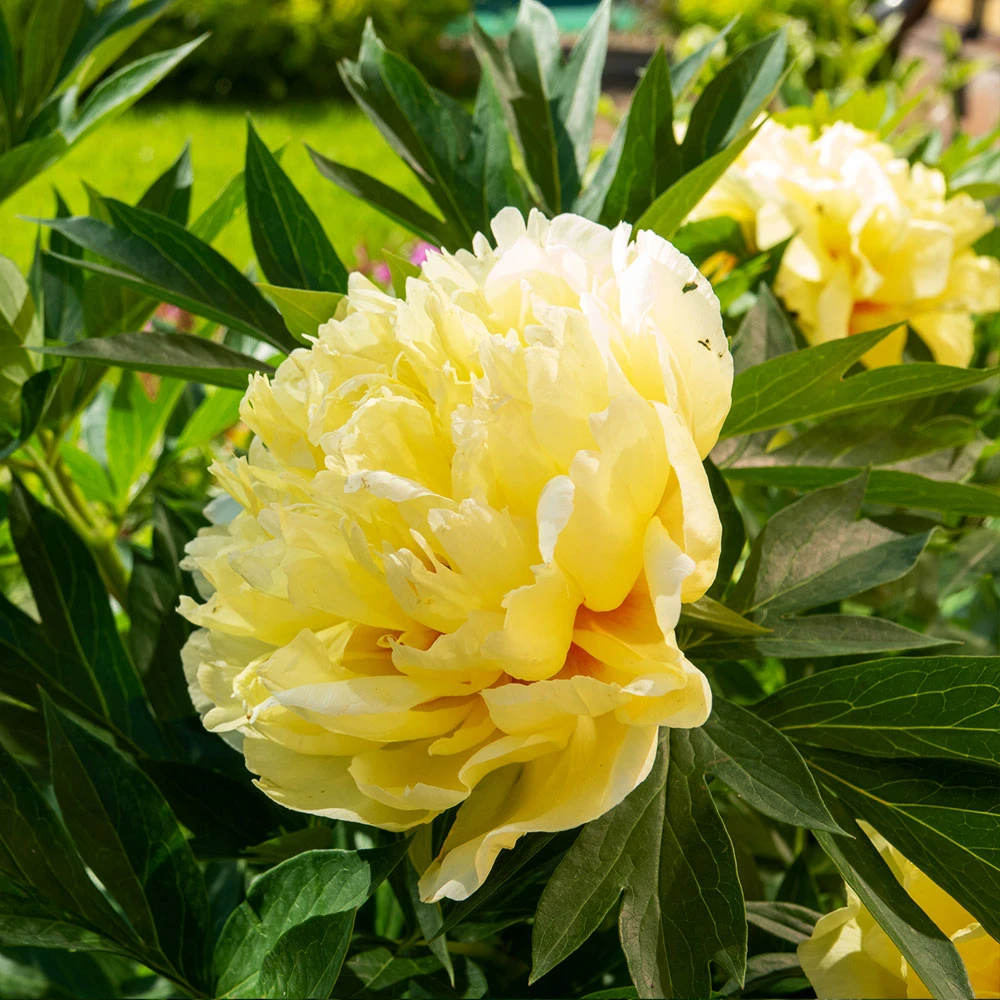 Bartzella Peony - Image 2