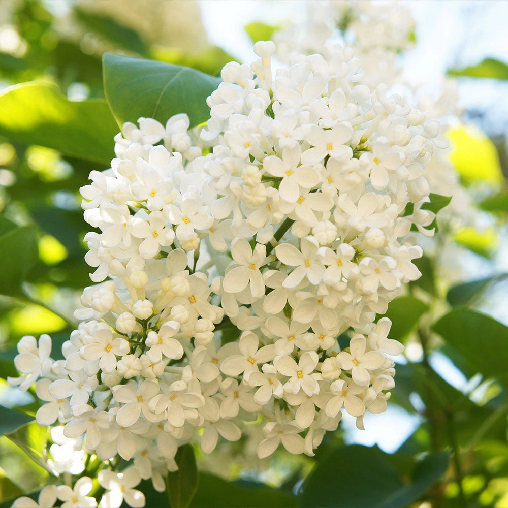 Ivory Silk Japanese Lilac Tree - Image 4