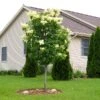 Ivory Silk Japanese Lilac Tree