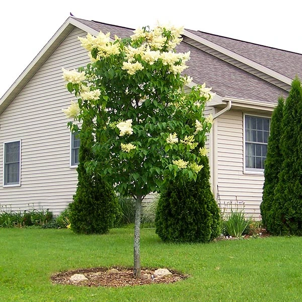 Ivory Silk Japanese Lilac Tree