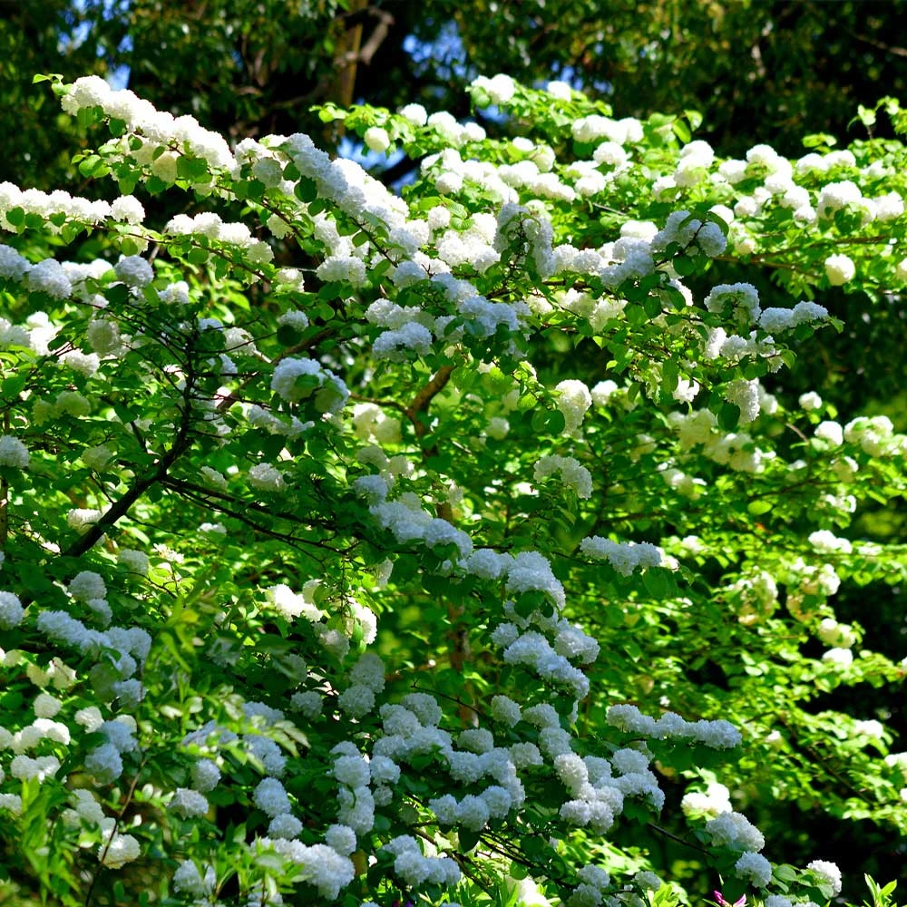 Japanese Snowball Bush - Image 2