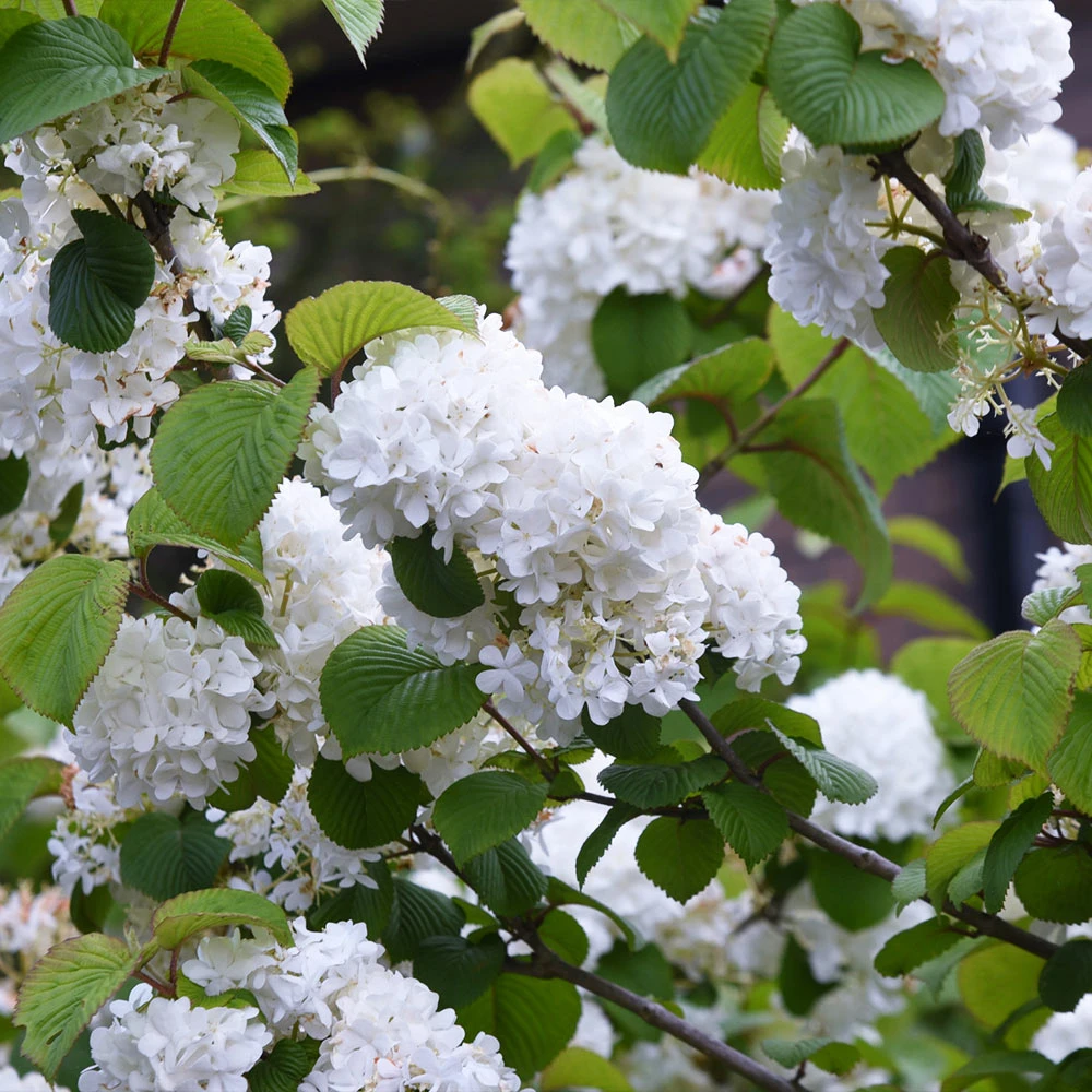 Japanese Snowball Bush - Image 3