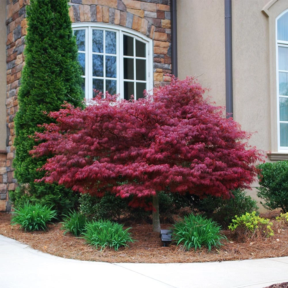 Red Dragon Japanese Maple Tree - Image 3
