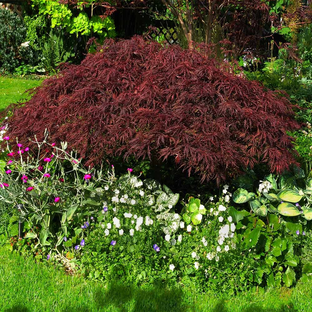 Red Dragon Japanese Maple Tree - Image 4