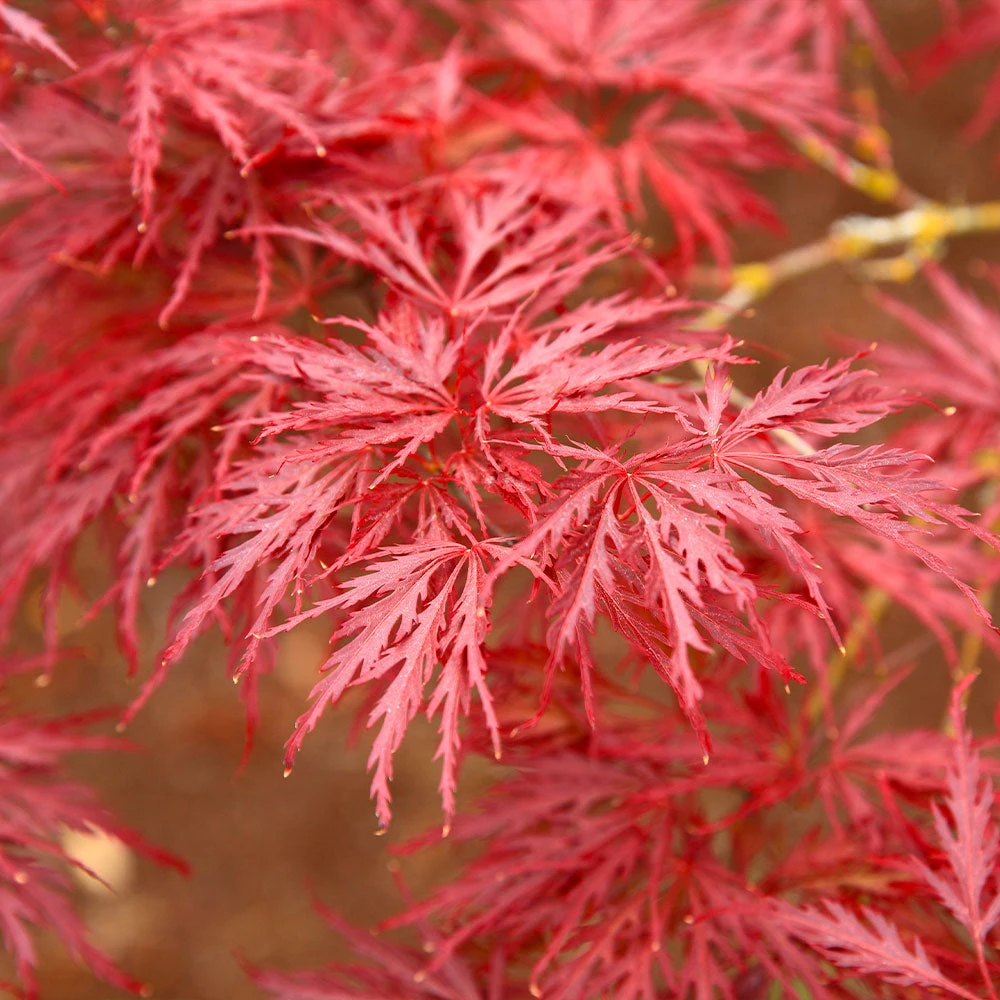 Red Dragon Japanese Maple Tree - Image 2