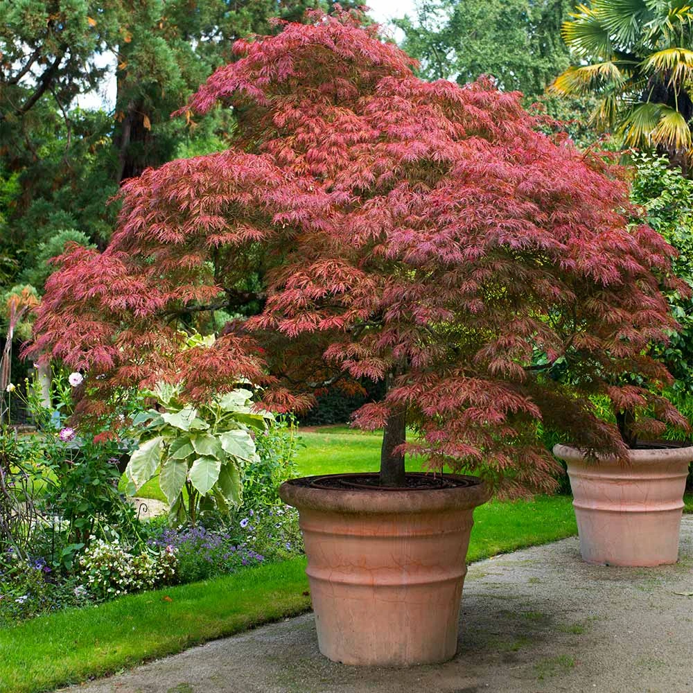 Red Dragon Japanese Maple Tree - Image 5
