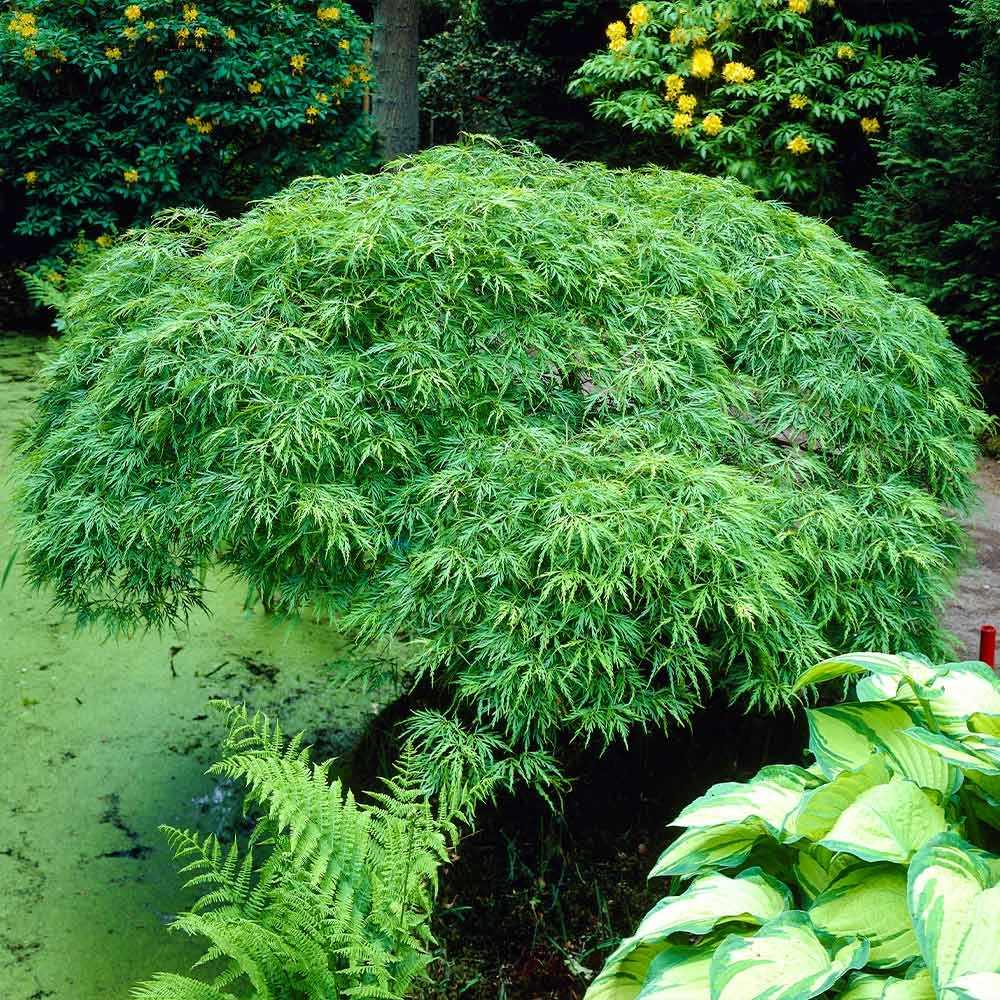 Weeping Japanese Maple Tree - Image 3