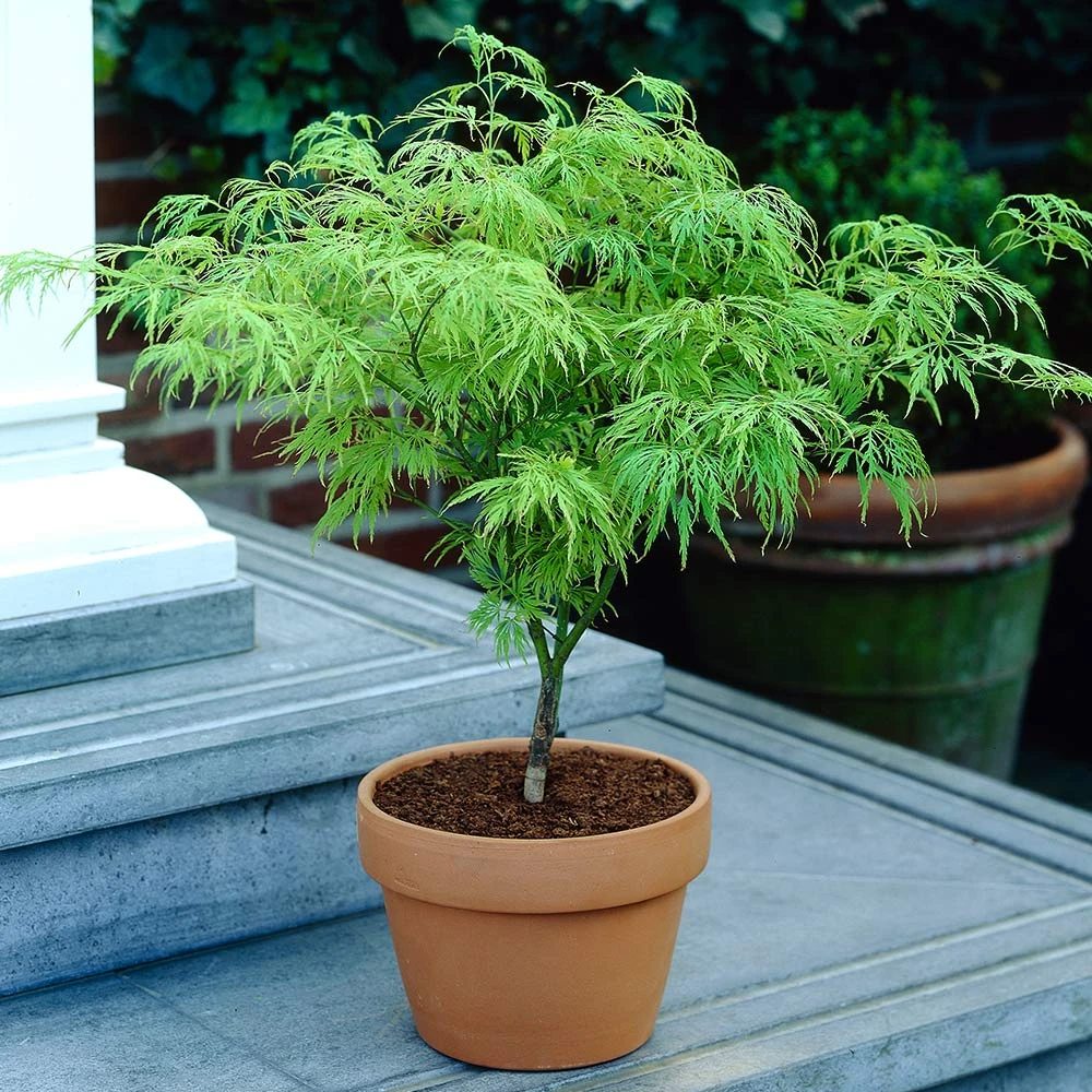 Weeping Japanese Maple Tree - Image 5