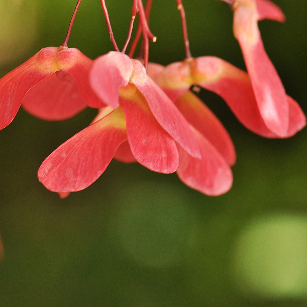 Red Select Japanese Maple - Image 5
