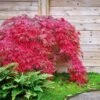 Red Select Japanese Maple