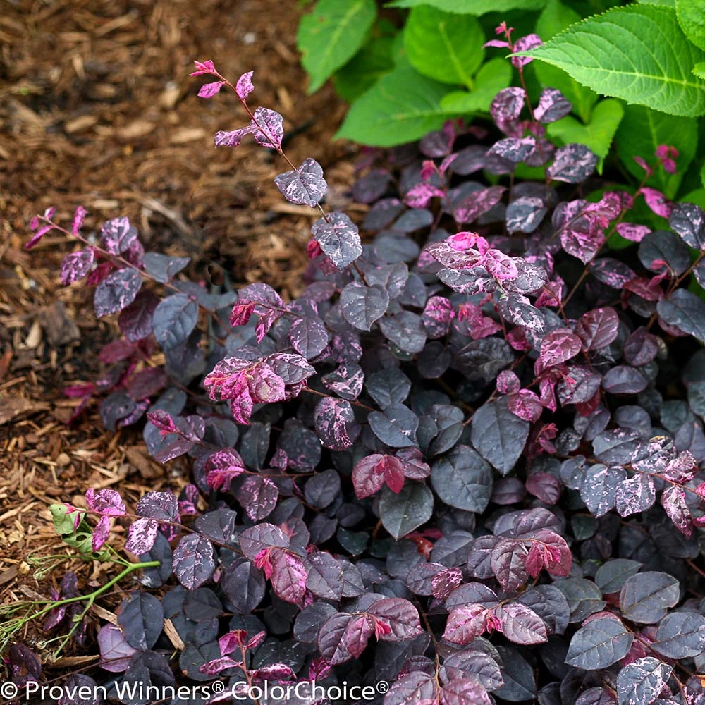 Jazz Hands® Variegated Loropetalum - Image 4