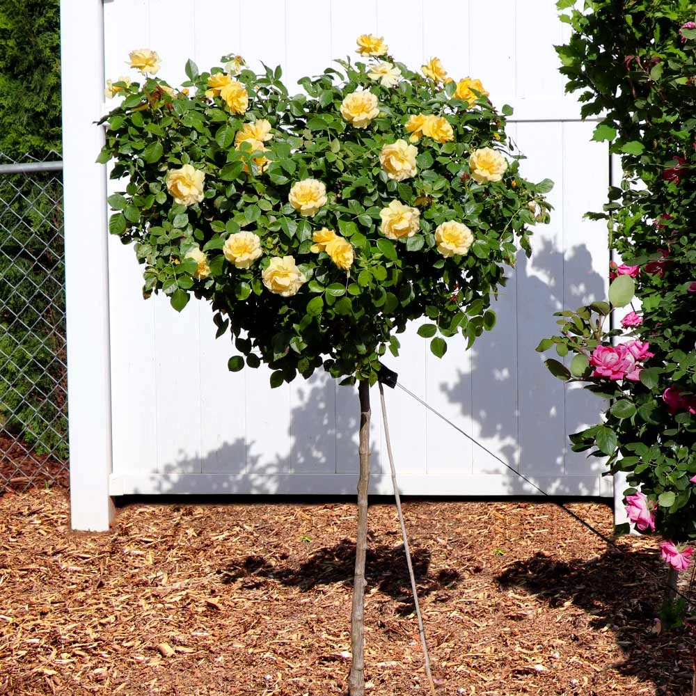 Julia Child Standard Rose Tree - Image 2