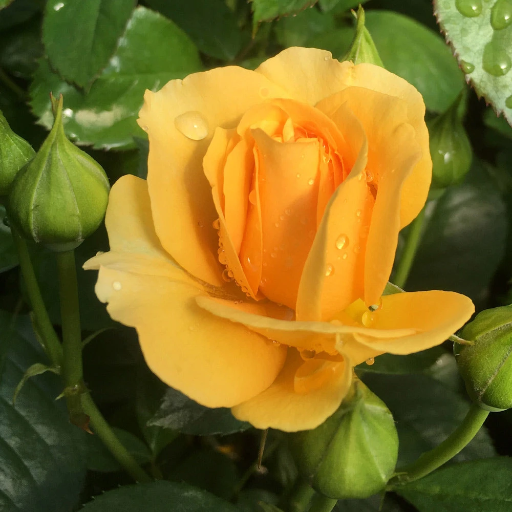 Julia Child Standard Rose Tree - Image 3