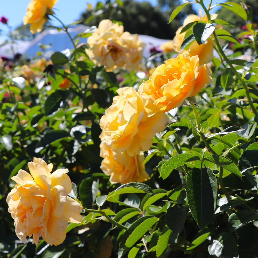 Julia Child Standard Rose Tree - Image 4